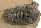 Metacanthina Trilobite With Enrolled Reedops - Lghaft, Morocco #273879-2